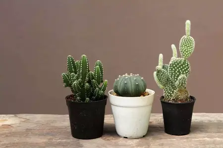 How to Grow a Cactus