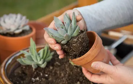 How to Grow a Succulent
