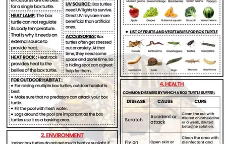 How to Take Care of a Turtle