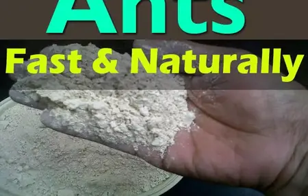 How to Get Rid of Ants