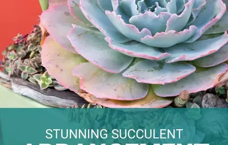 How to make a succulent arrangement