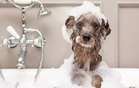 How to Give a Dog a Bath