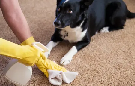 How to Get Rid of Pet Odor