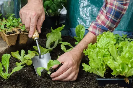 How to Grow a Vegetable Garden