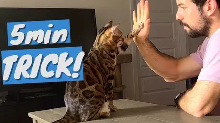How to train your cat to do tricks
