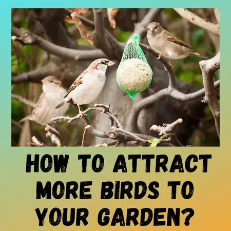 How to Attract Birds to Your Garden