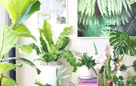 How to Care for Indoor Plants