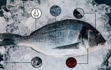 How to Choose the Right Fish for Your Aquarium