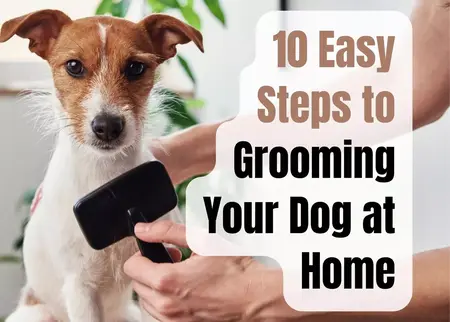 How to groom a dog at home