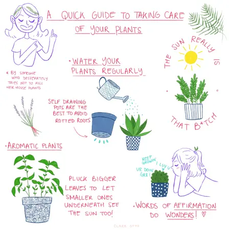 How to Take Care of Your Plants