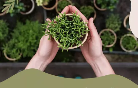 How to Keep Your Houseplants Alive