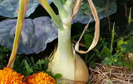 How to Start a Home Garden for Beginners