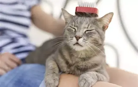 How to Keep Your Cat Happy and Healthy