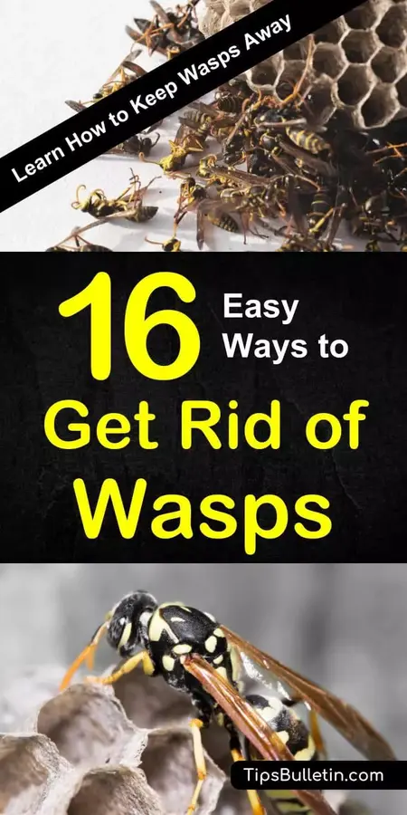 How to Get Rid of a Wasp