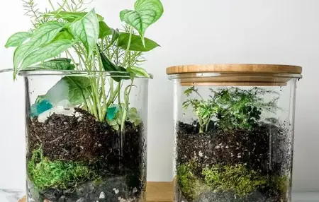 How to Make a Terrarium