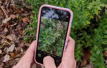 How to Identify Plants and Flowers