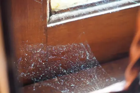 How to Get Rid of Spider Webs