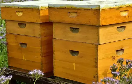 How to Start a Beehive