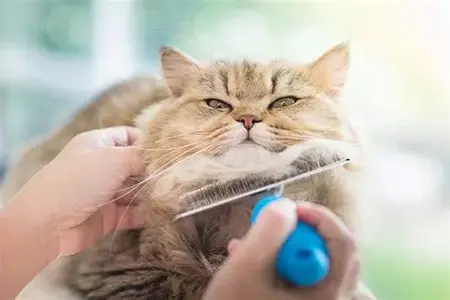 How to Groom Your Cat