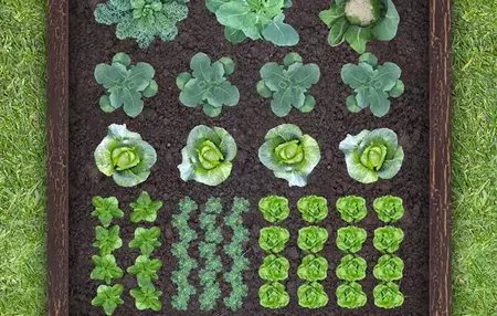 How to Start a Vegetable Garden