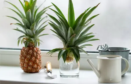 How to Grow Indoor Plants