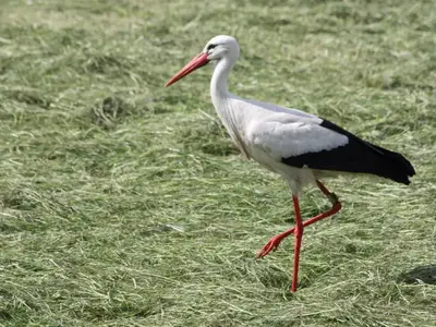 Wisata Pengamatan Burung Vietnam: Permintaan Tinggi, Tantangan Besar