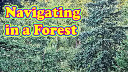 How to Navigate a Forest
