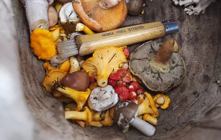 How to Forage for Wild Mushrooms