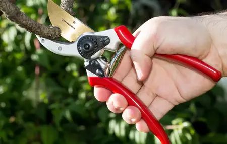 How to Use a Pruning Shears