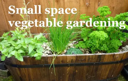 How to Start a Garden in a Small Space