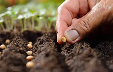 How to Grow a Garden From Seed