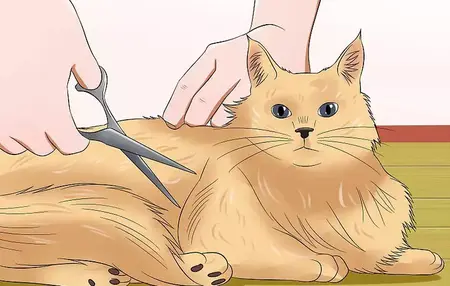 How to Groom Your Cat