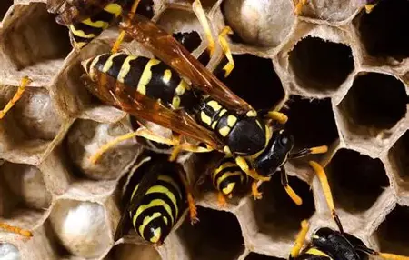 How to Get Rid of Wasps