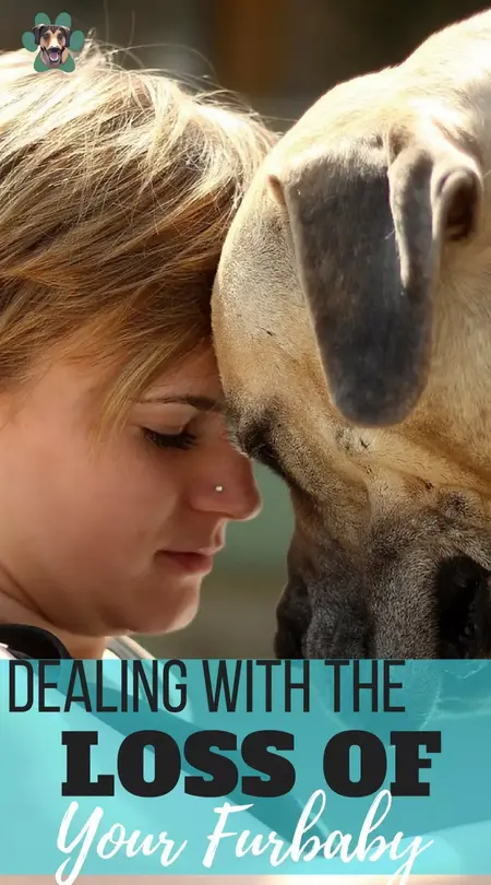 How to Deal with a Pet Loss