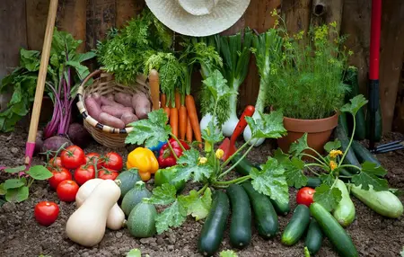 How to Grow Vegetables in Your Garden