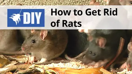 How to Get Rid of a Rat