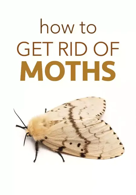 How to Get Rid of Moths
