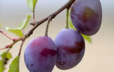 How to Grow Plums