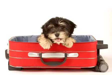 How to Travel with a Pet