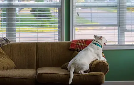 How to Get a Pet-Friendly Apartment