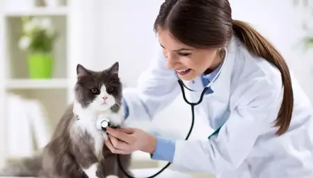 How to Find a Good Veterinarian