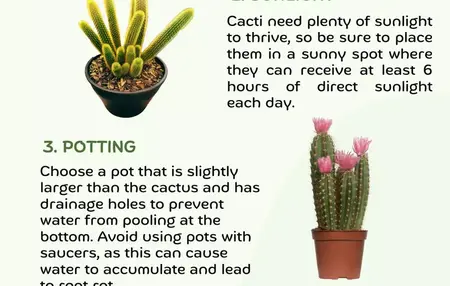 How to Take Care of a Cactus