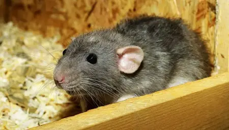 How to Get Rid of Rats in the Basement