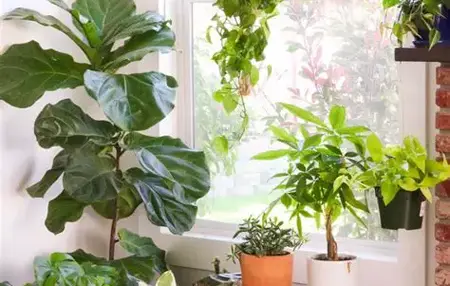 How to Take Care of a Houseplant