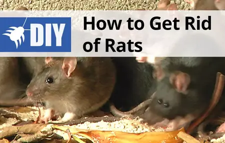 How to Get Rid of a Rat