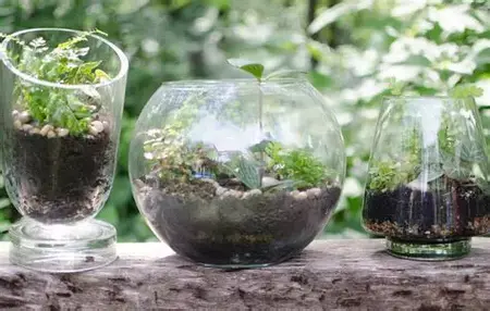 How to Make a DIY Terrarium