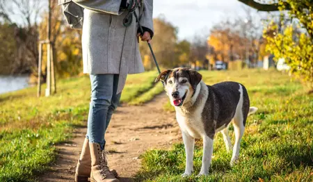 How to Start a Dog Walking Business