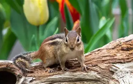How to Get Rid of Chipmunks