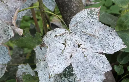 How to Identify Common Plant Diseases