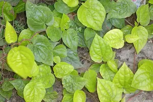 Manfaat Daun Sirih untuk Kesehatan: Atasi Berbagai Masalah dengan Herbal Tradisional